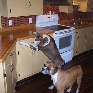 Meet your Posher, Belinda